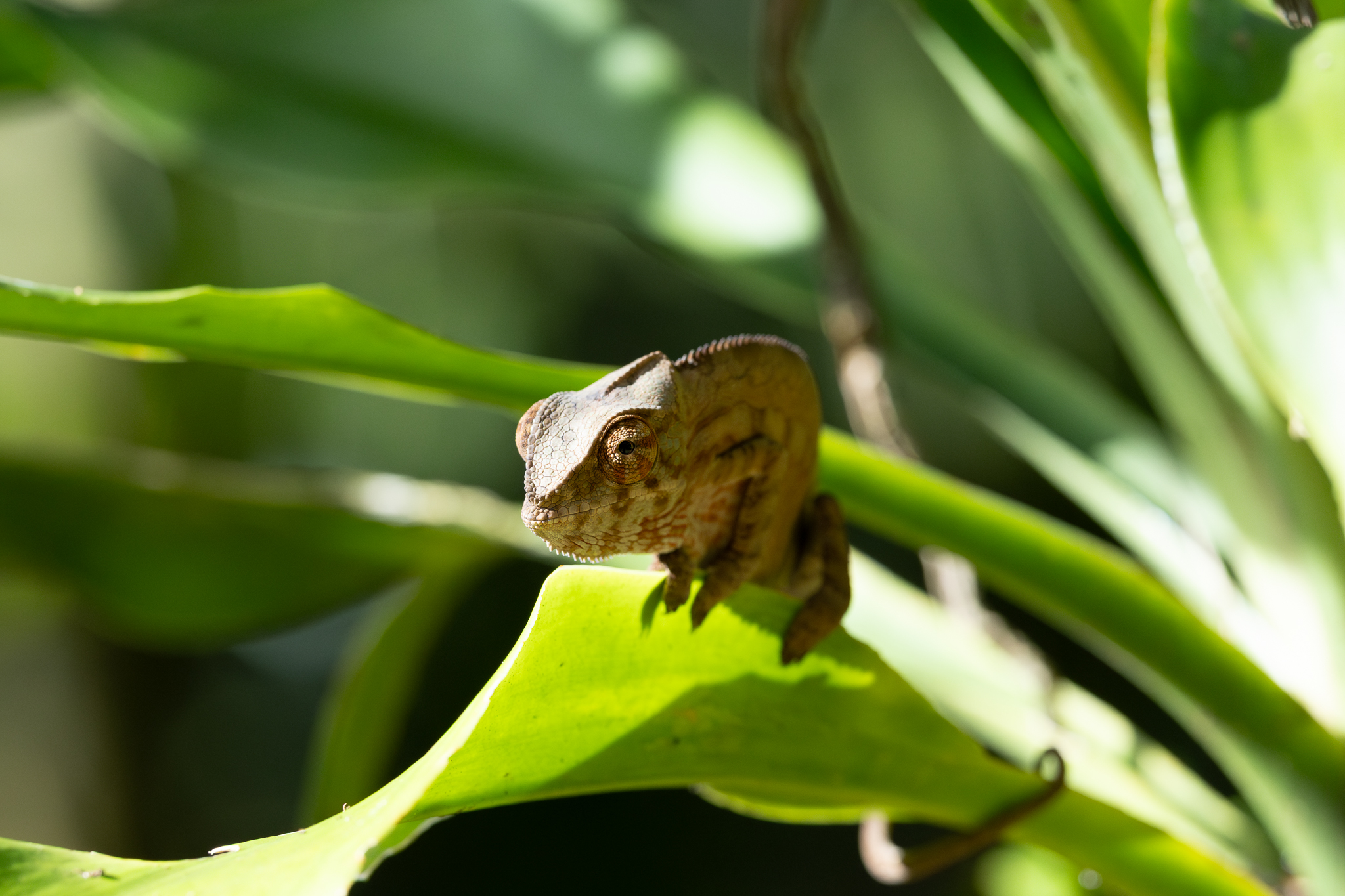 A Chameleon in Masoala National Park in Madagascar