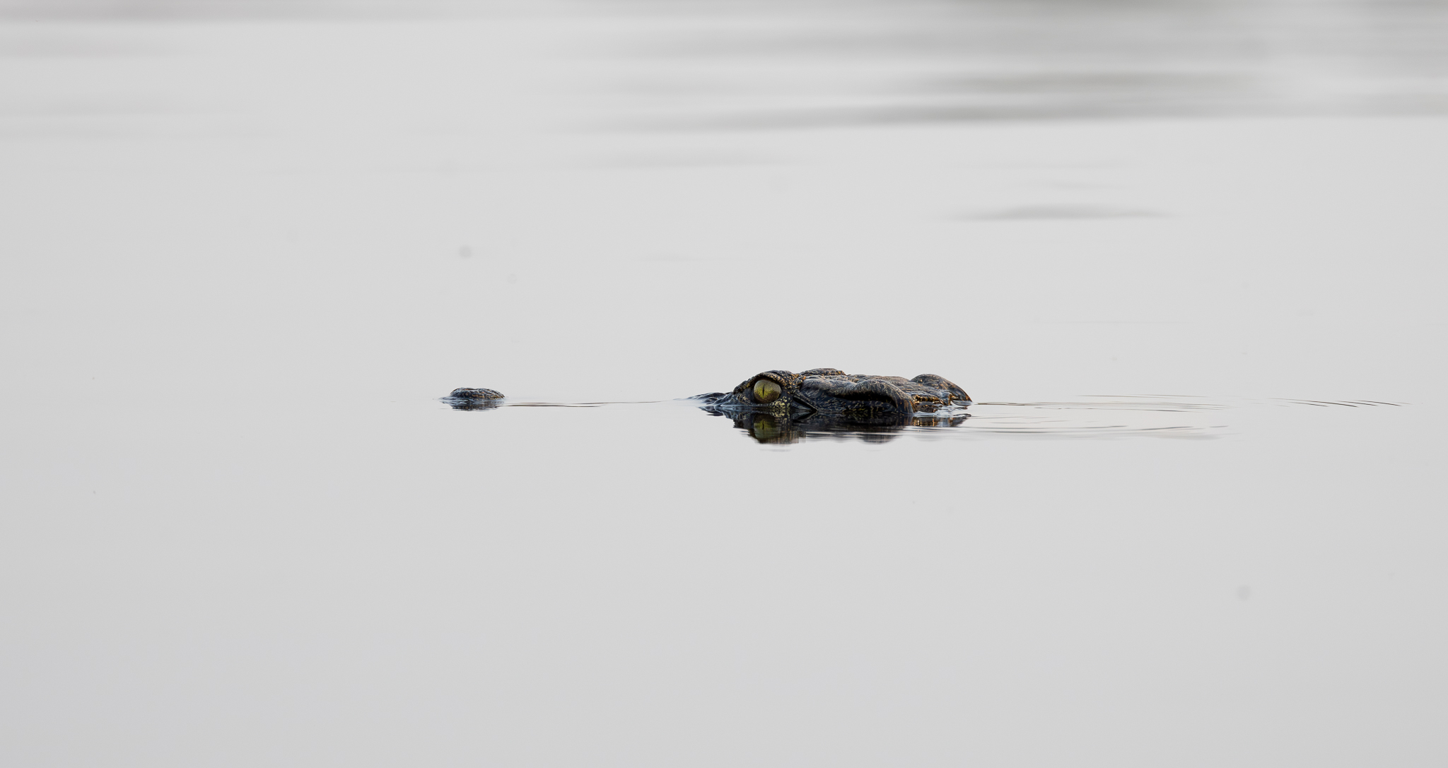 A smaller Nile Crocodile swimming in the Chobe River. Chobe National Park, Botswana.