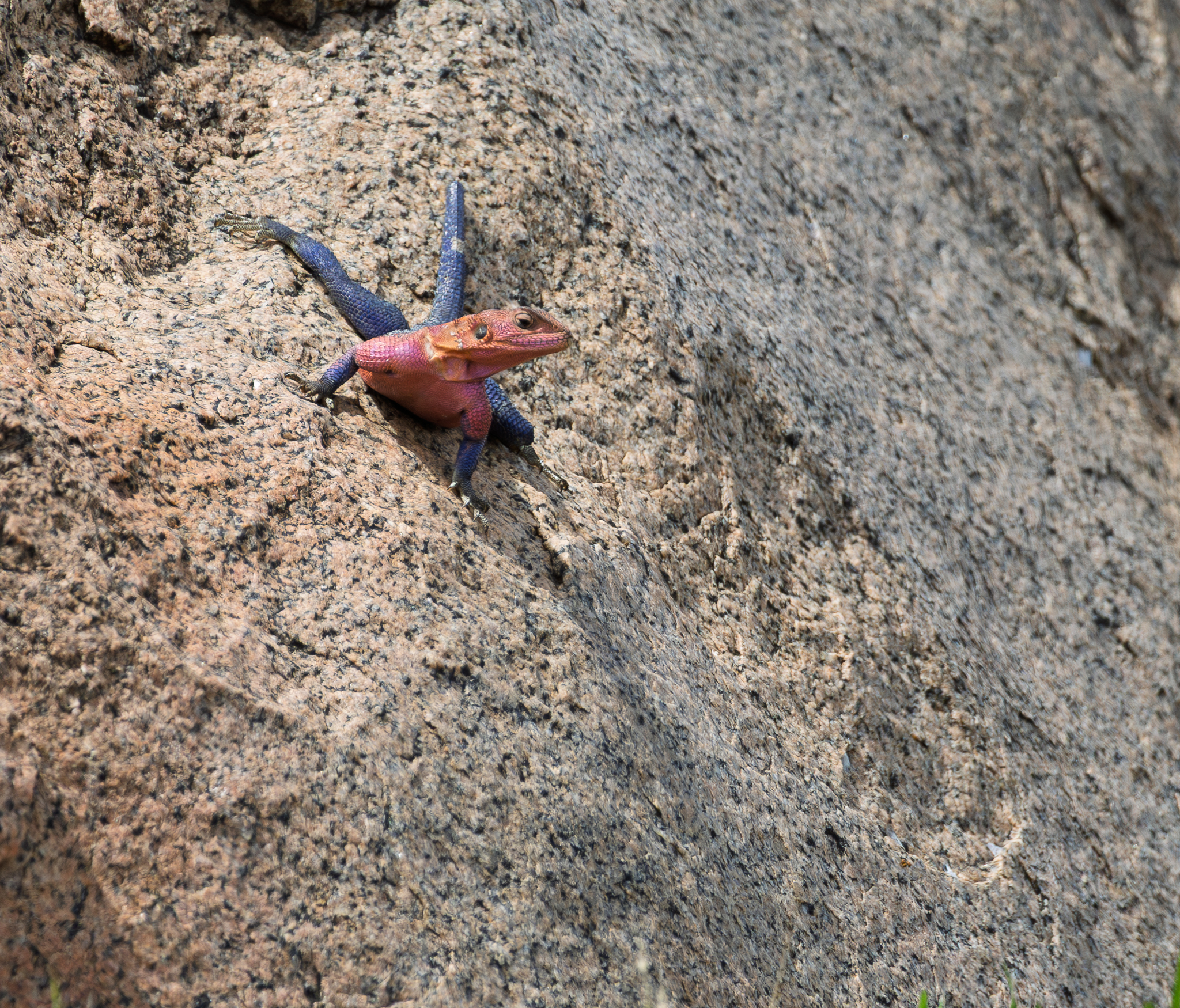 A Red-headed Agama showing off in the Serengeti, Tanzania.