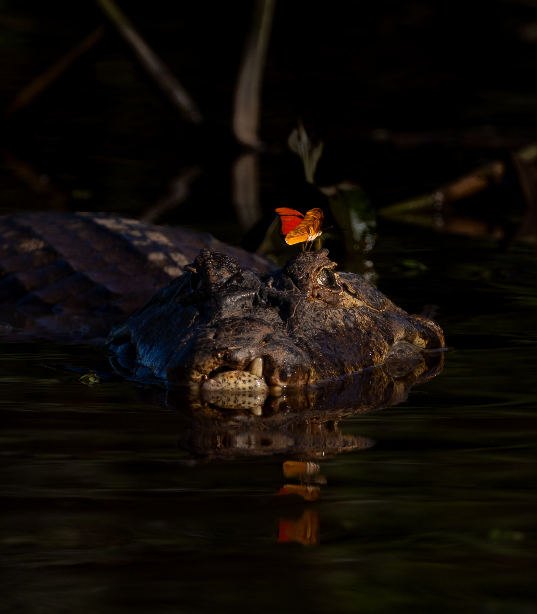 The butterfly had been circling the Yacare Caiman for a while, and this frame came in the moment it settled on the caiman's head before flying off again, in Brazil.