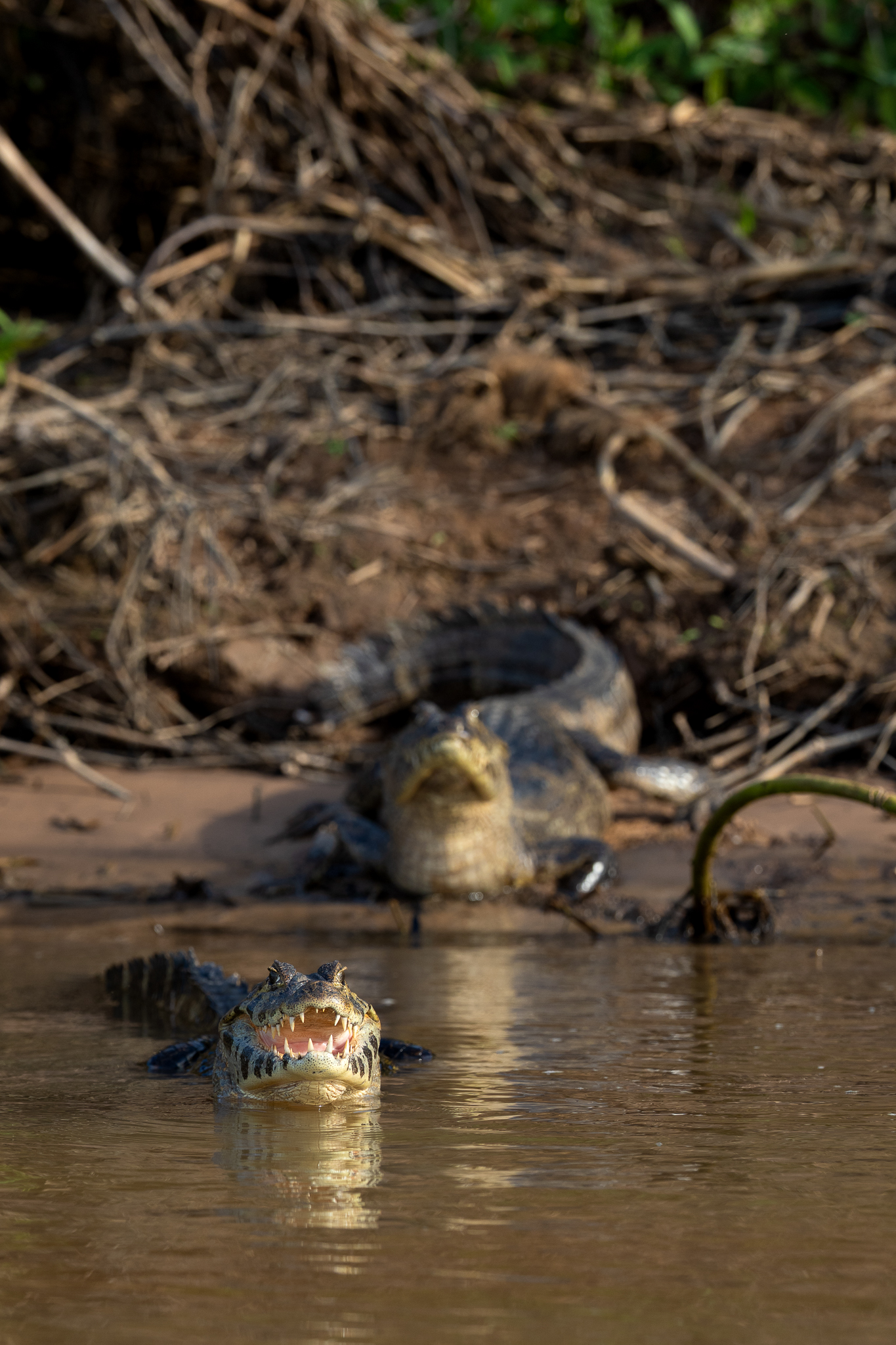 Two Yacare Caiman lined up at the river's edge.
