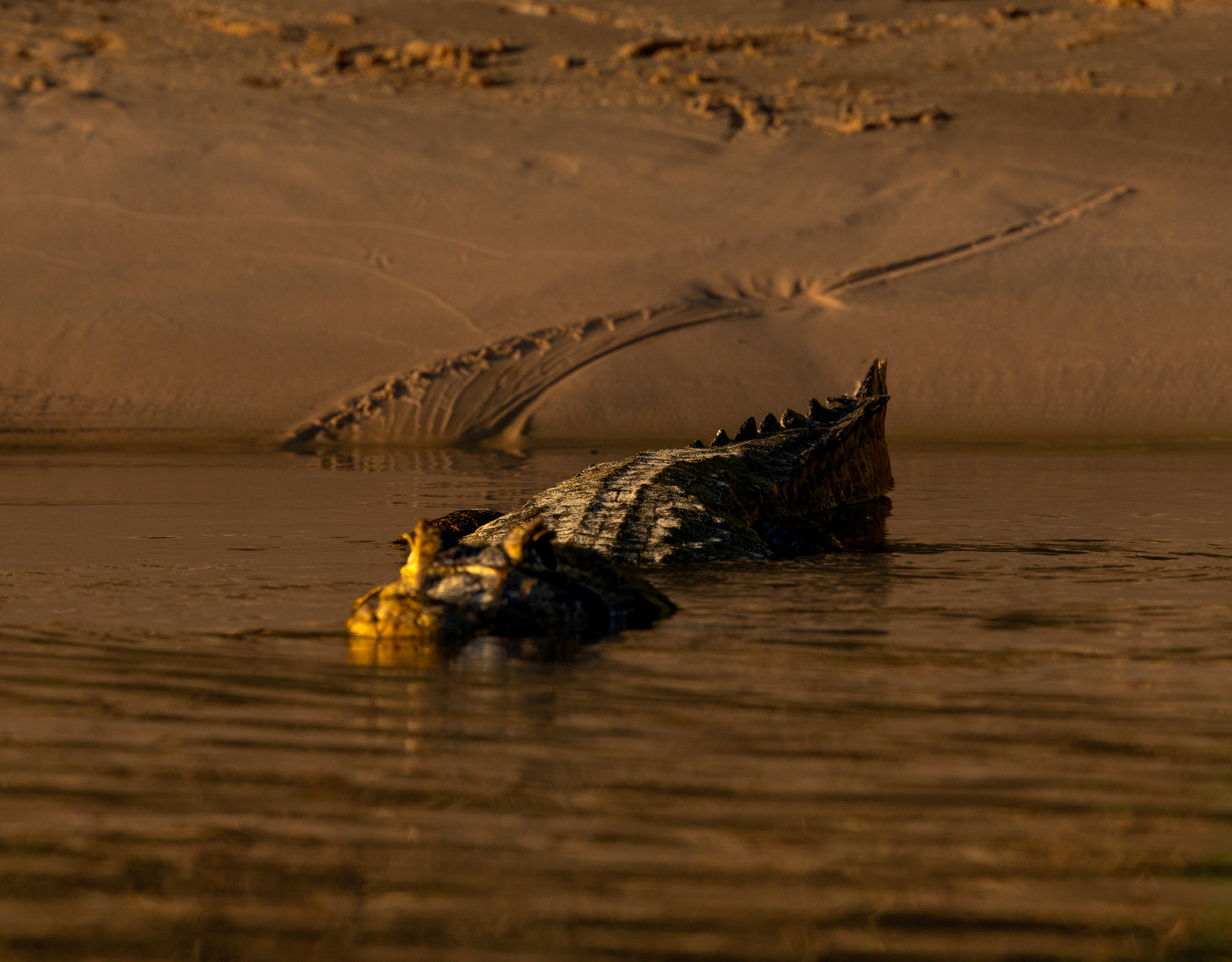 A Yacare Caiman in the water, having just slid off the bank and left its impression behind in the sand.
