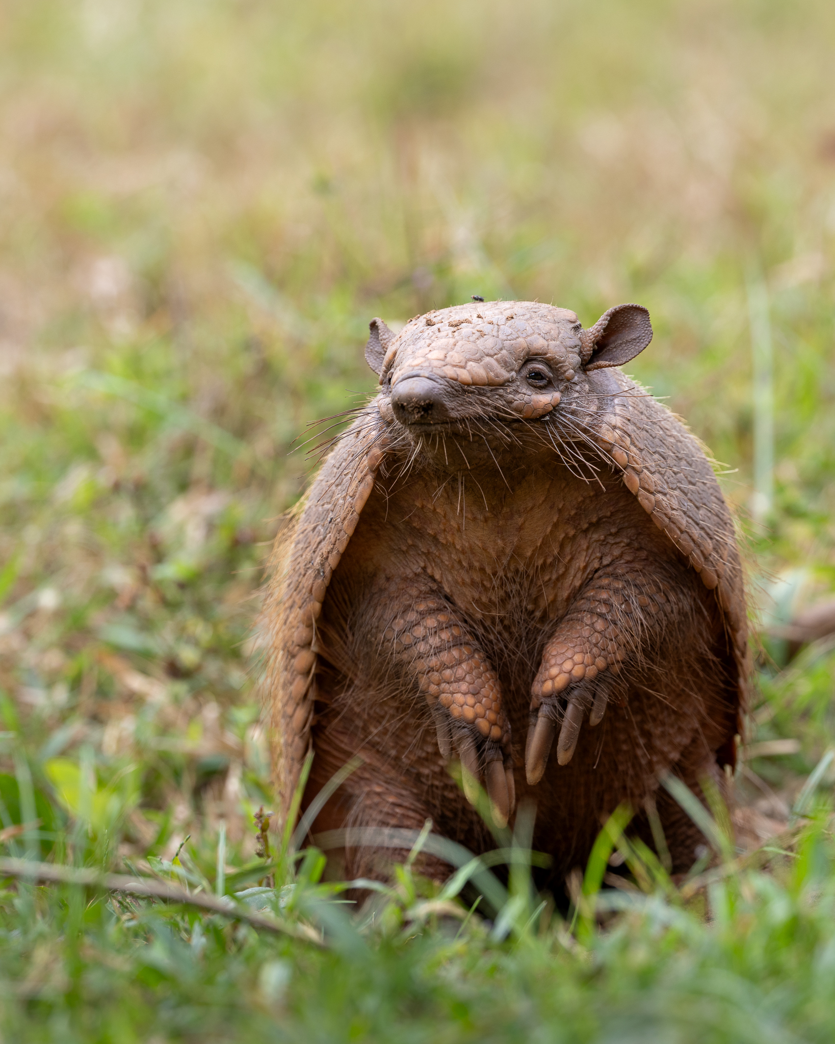 An armadillo raised up on its hind legs to get a better look and sniff around.