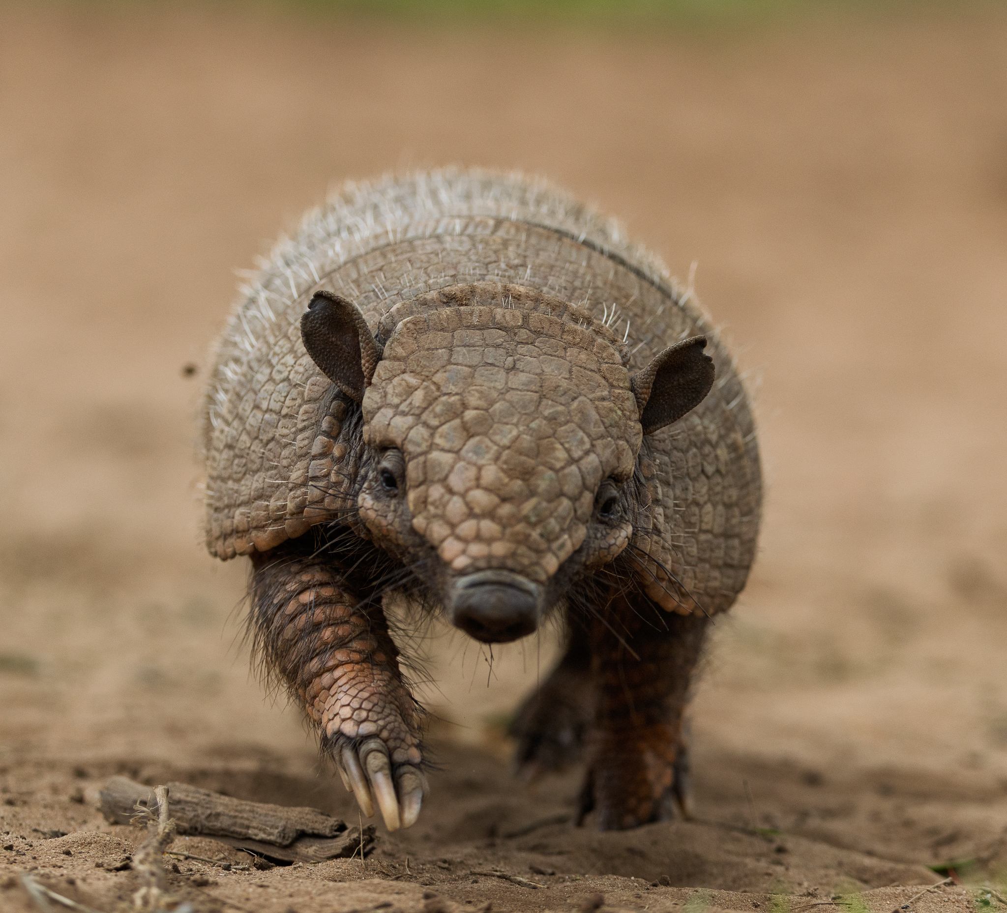 An armadillo ran right up to the camera, close enough that keeping it in frame was a struggle.