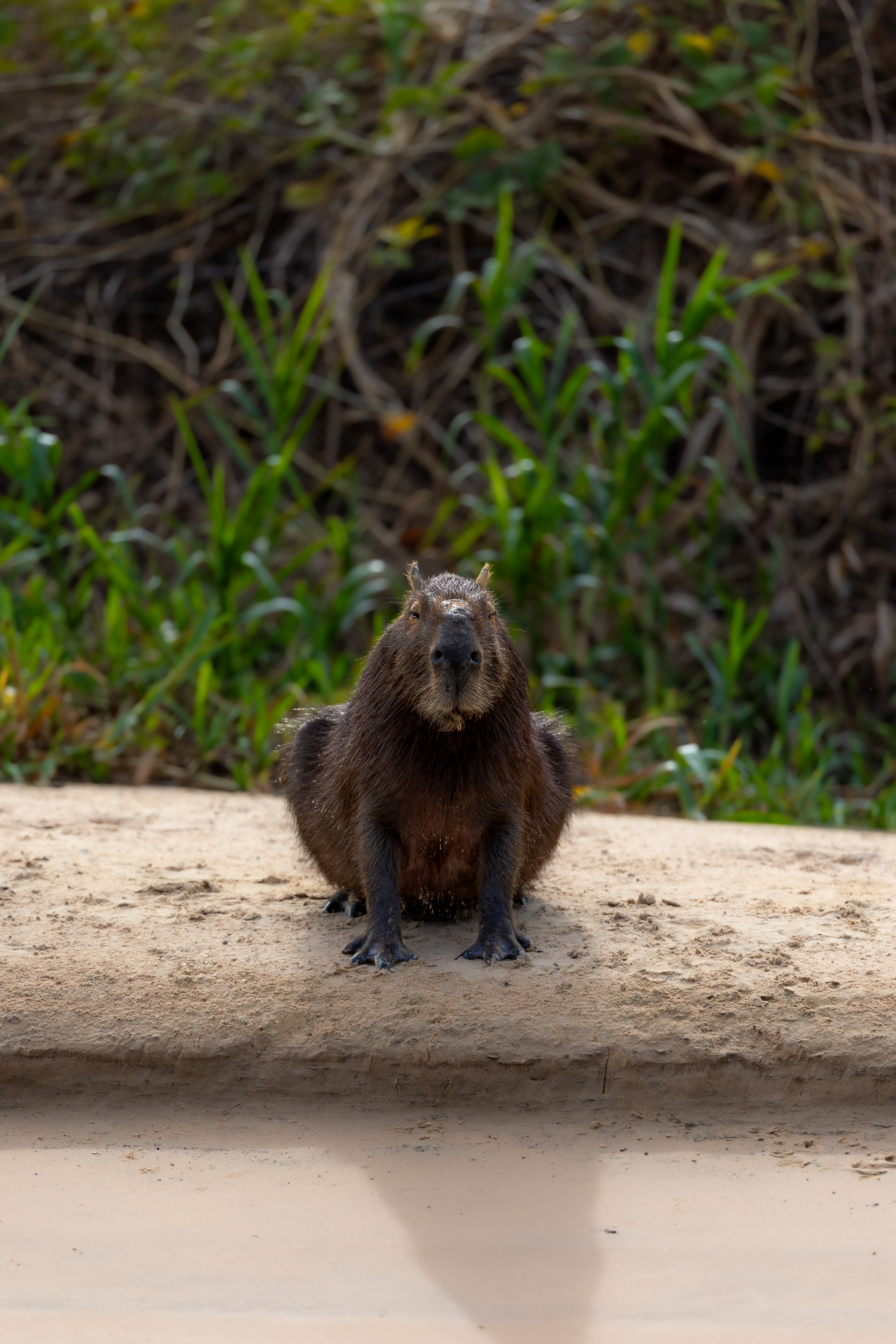 A Capybara sitting on the edge of the river in Brazil, waiting, though for what I could not say.