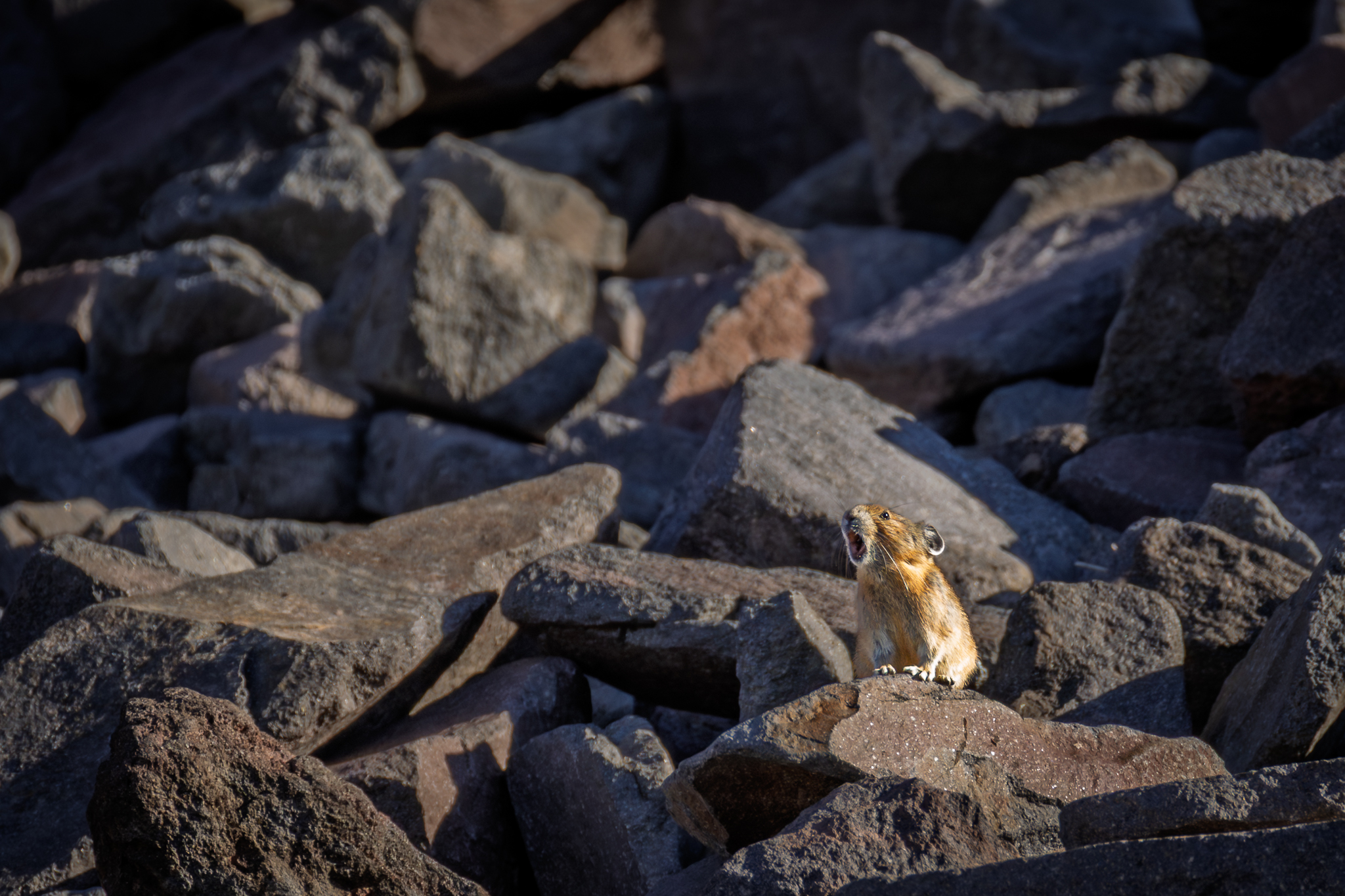 A Pika calling out from a talus slope at Mount Rainier National Park.