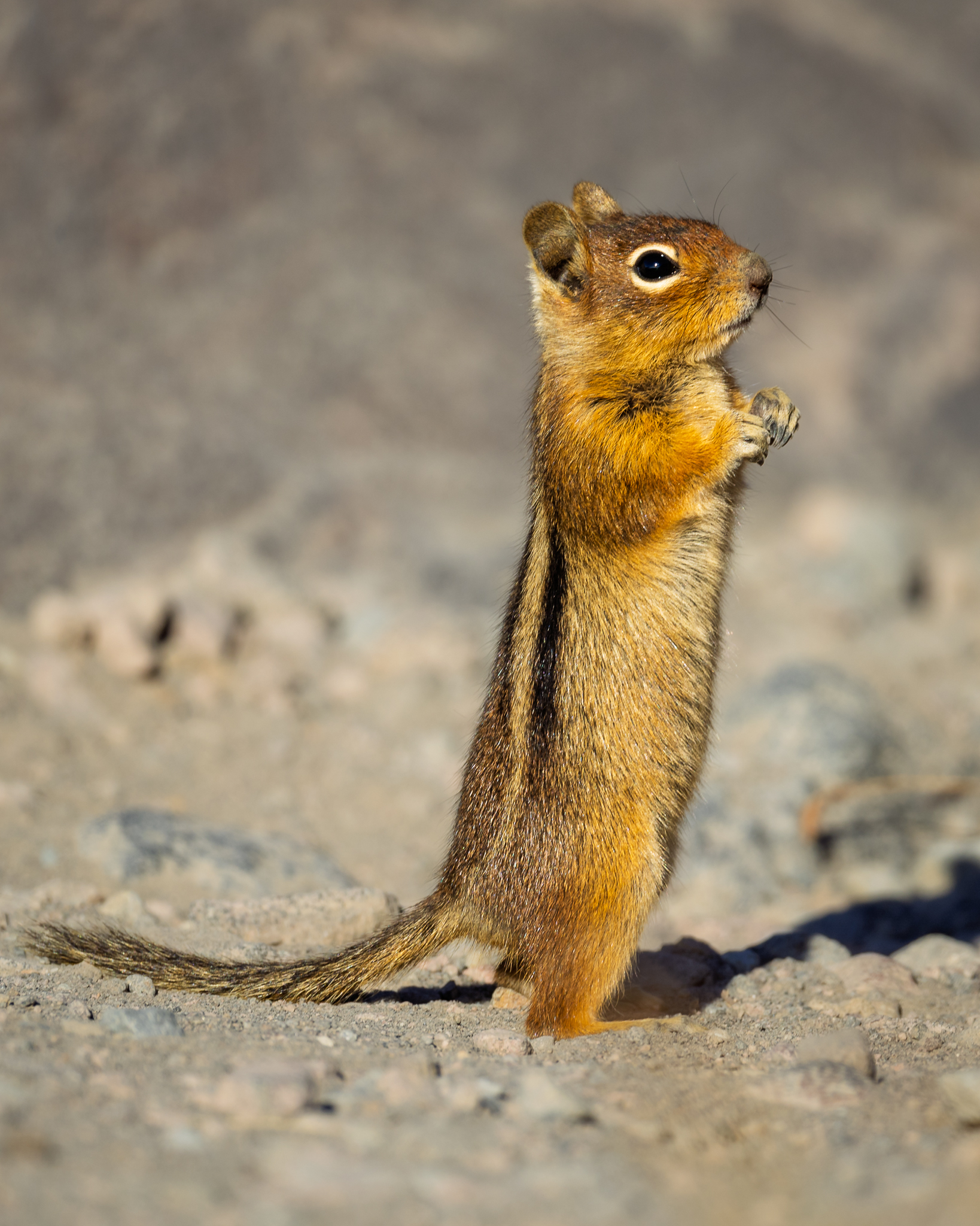 Running over the rocks, this Golden-mantled Ground Squirrel popped up for a quick scan of the area.