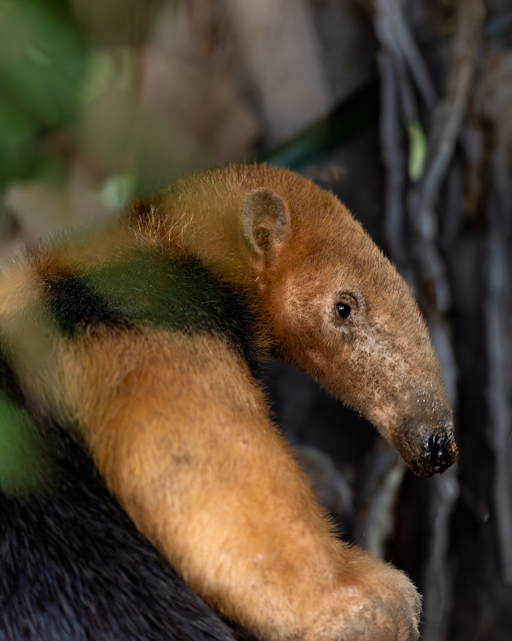 A Southern Tamandua climbed a little way up the tree, paused, then turned around and headed back down.