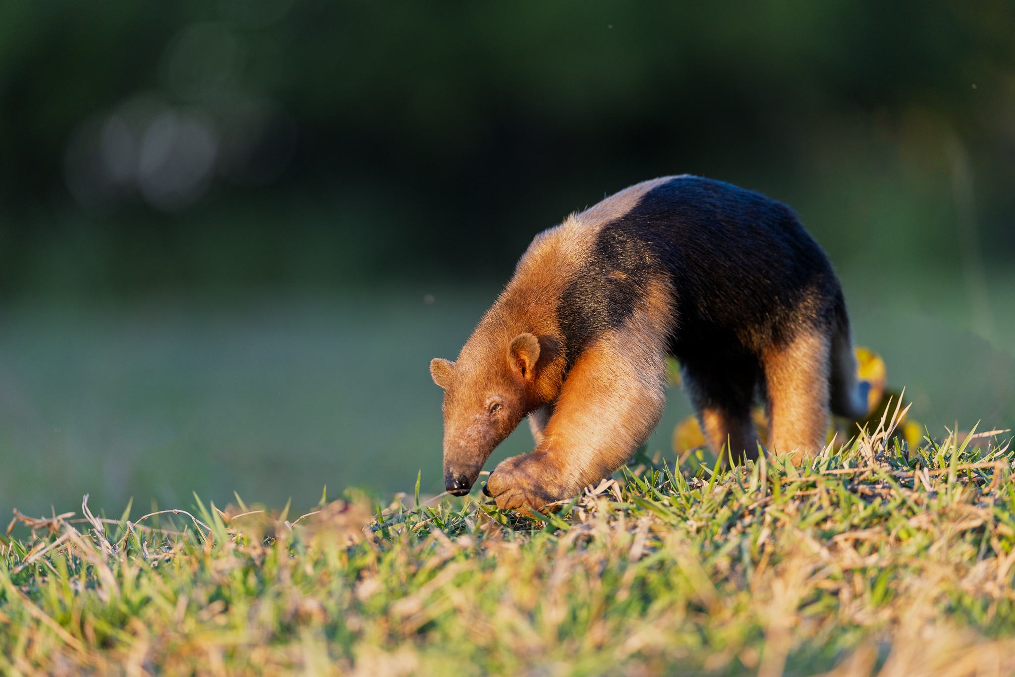 A Southern Tamandua crossing an open field in the evening light, heading for another clump of trees.