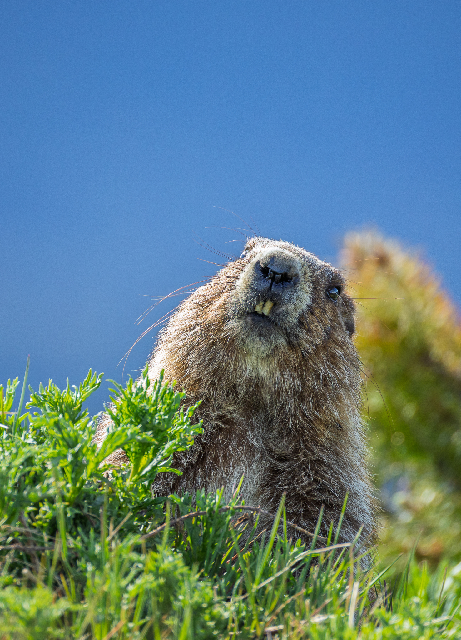 This Olympic Marmot had been running around before it sat up in this pose, before going back to foraging. Olympic National Park, Washington.