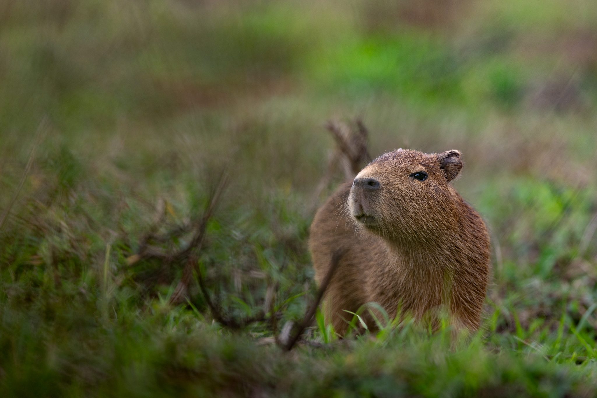 A young Capybara pausing in the grass for a quick sniff and a look around.