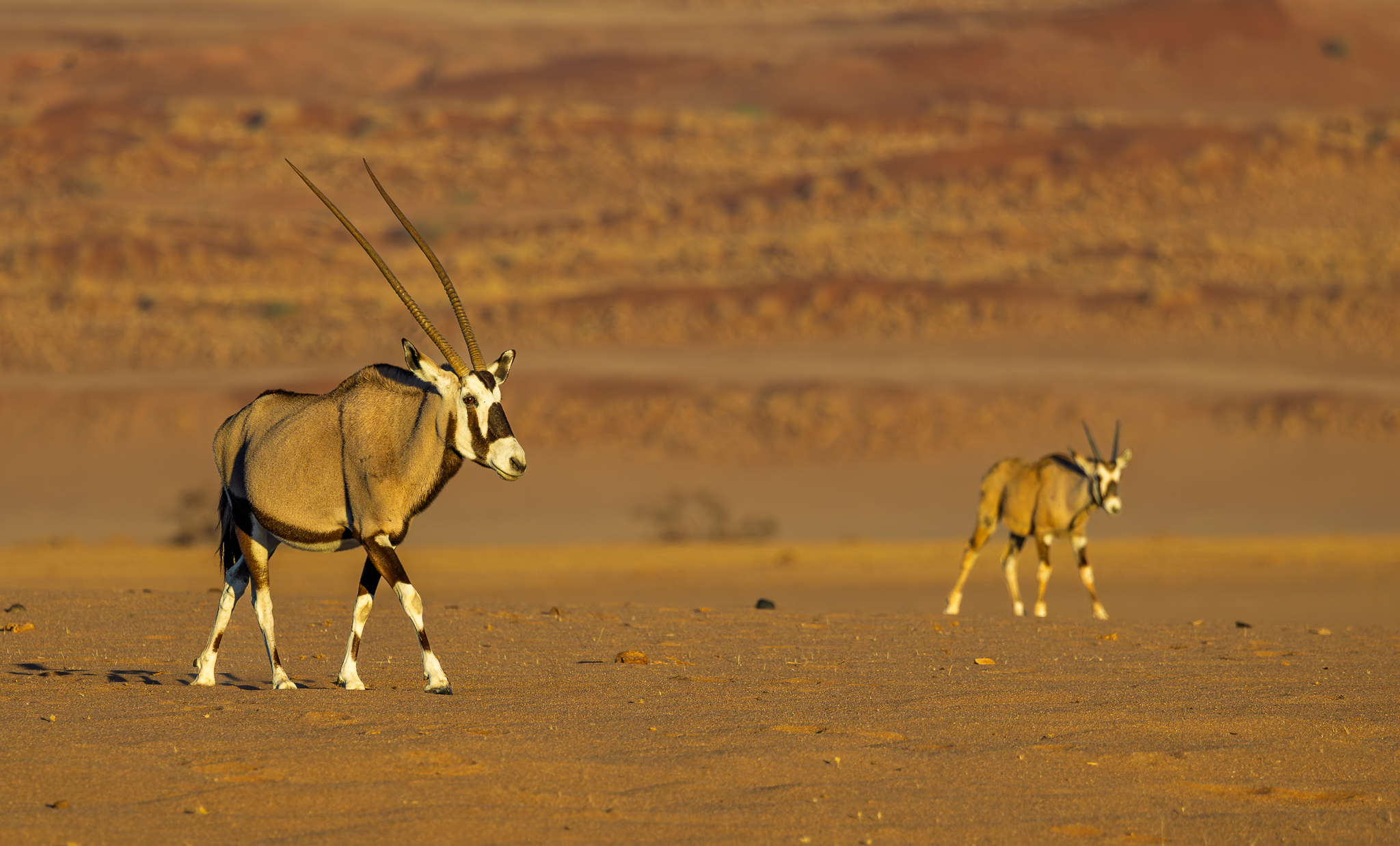 An Oryx and it's young in the Namib Desert in Namibia.