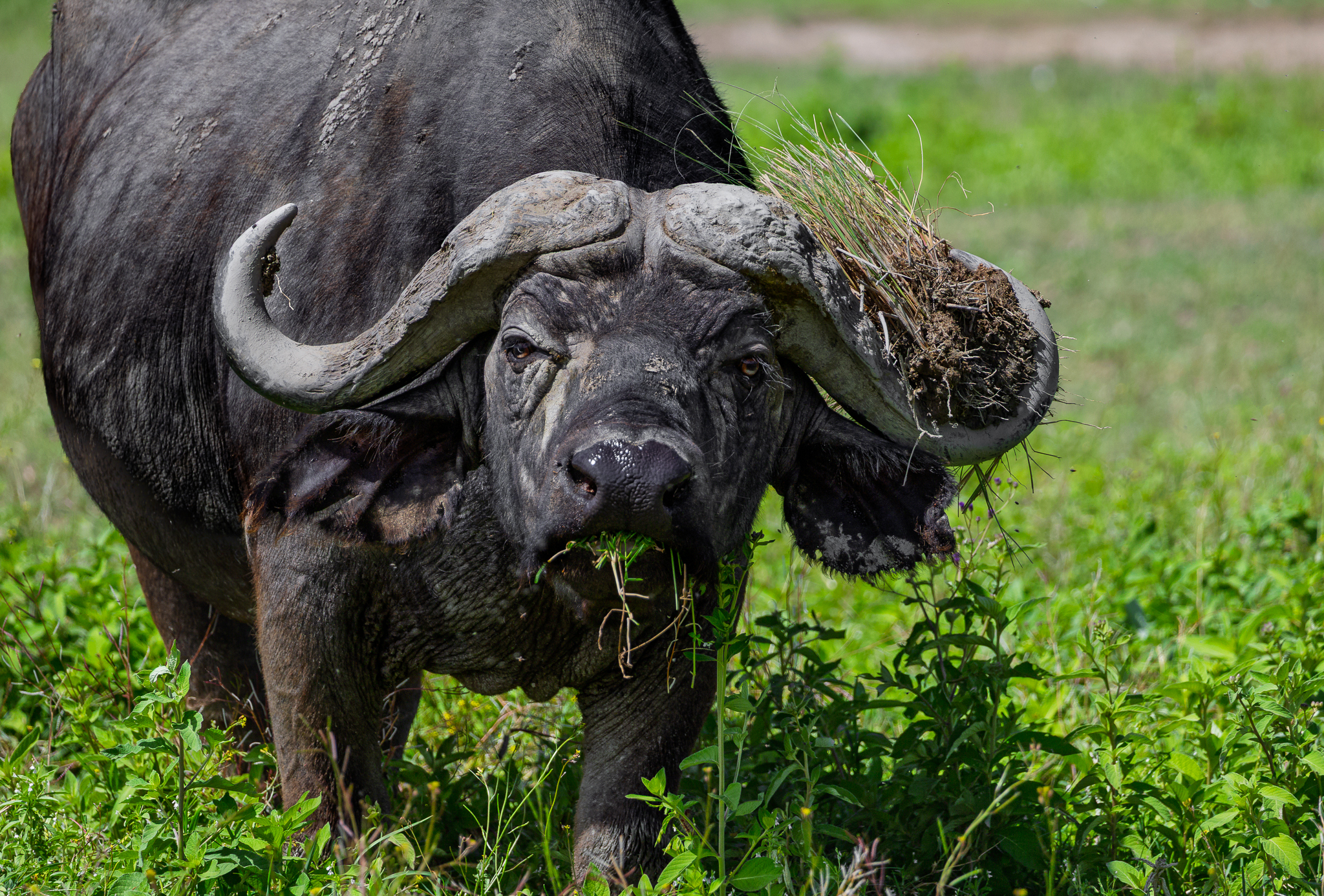 A Cape Buffalo taking a snack with him in his horns in Ngorongoro Crater, Tanzania