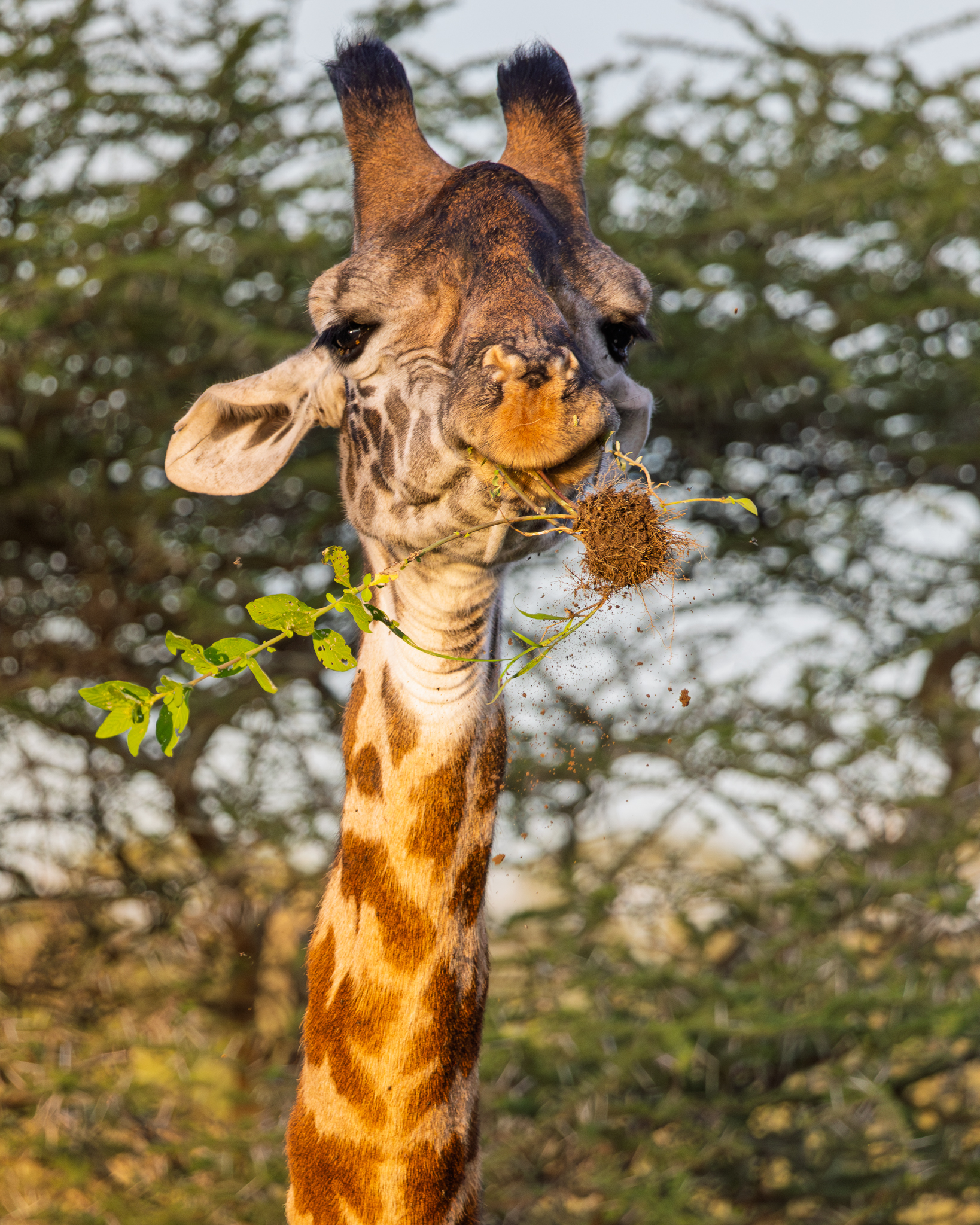 A Masai Giraffe having a snack in Ndutu, Tanzania