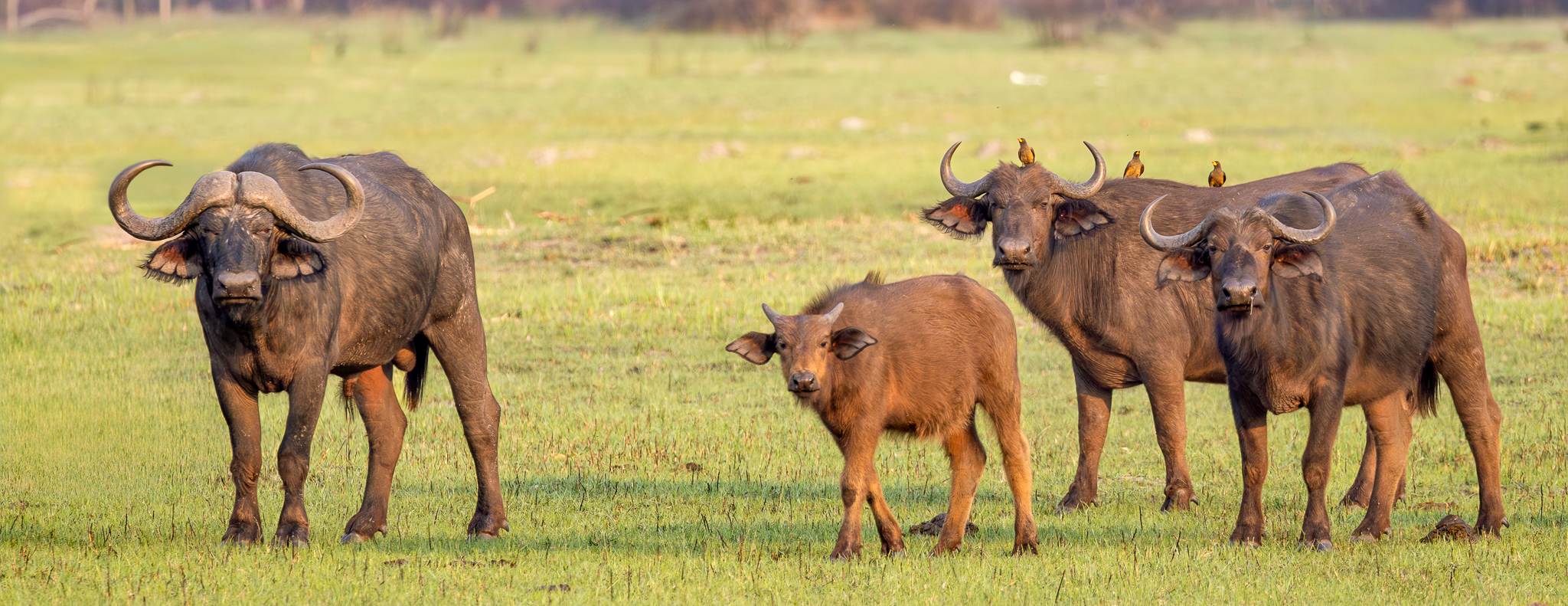 Cape Buffalo in the Okavango Delta, Botswana.