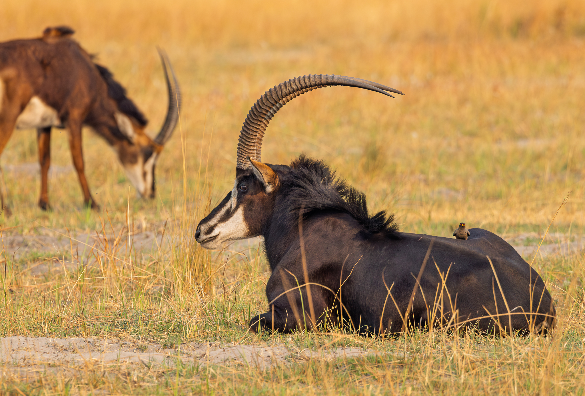Roan Antelope in the Okavango Delta, Botswana.