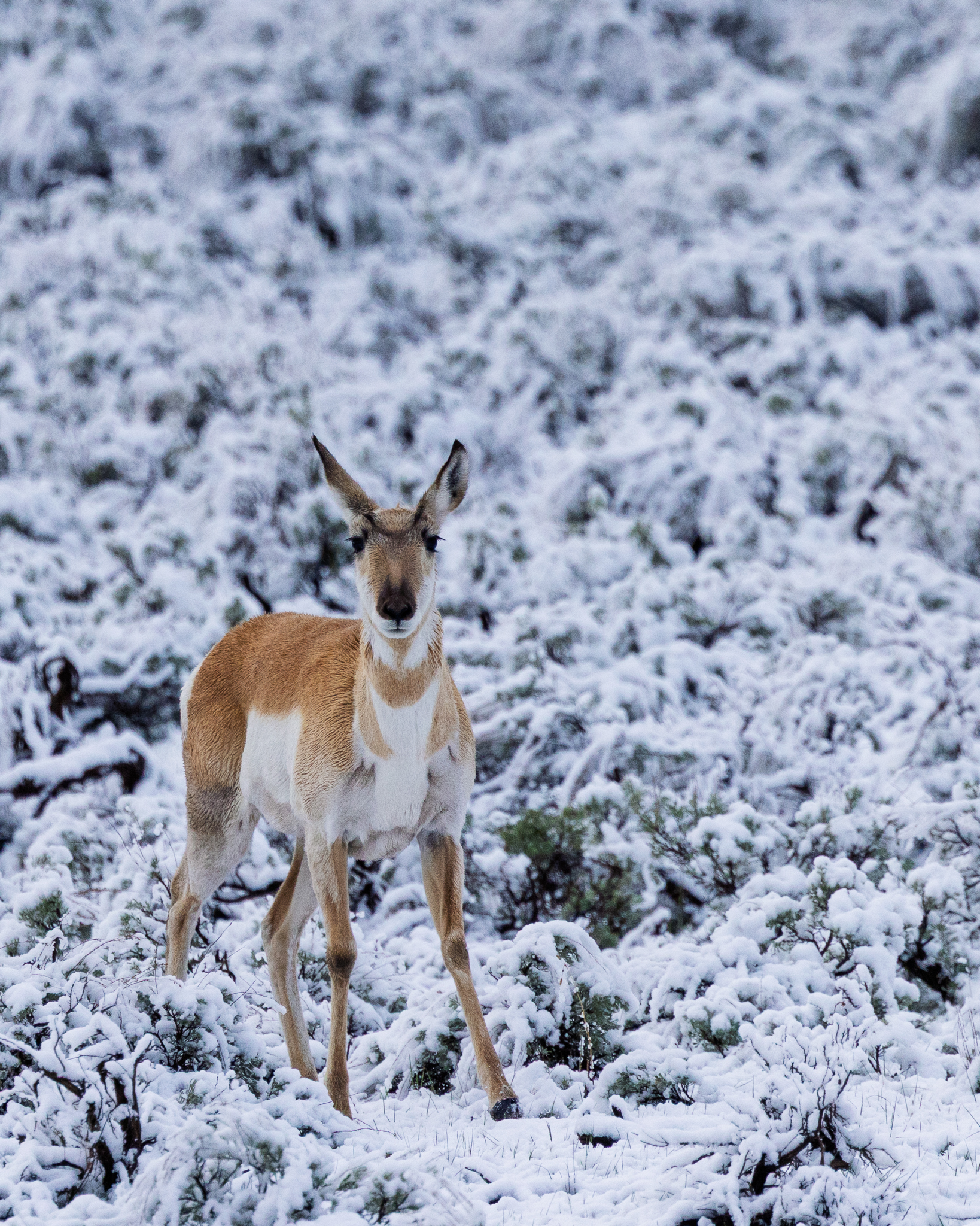 A pronghorn stands alert in fresh spring snow in Yellowstone National Park, the unexpected weather coating the sagebrush in white.