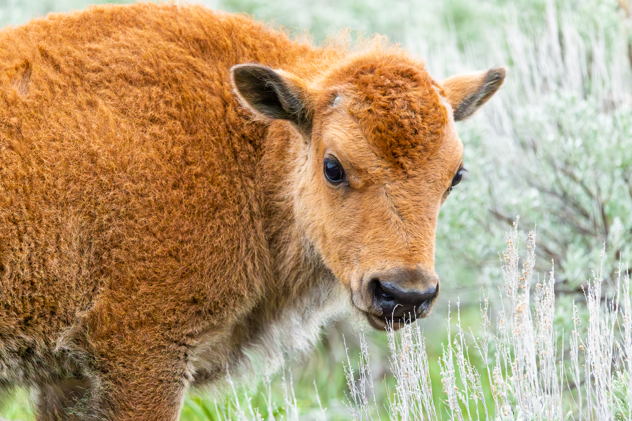 This American Bison calf was up on the hillside right next to the road in Yellowstone National Park.