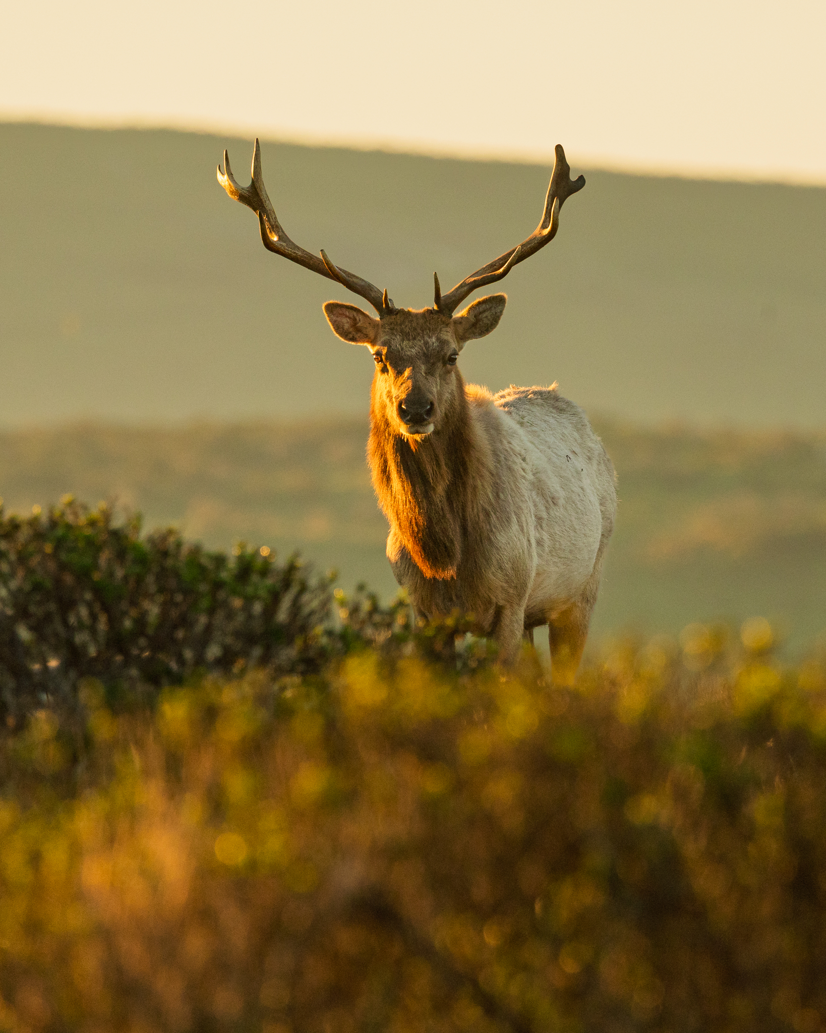 A Tule Elk bull on the ocean hillsides at Point Reyes as the sun came up over the distant hills.