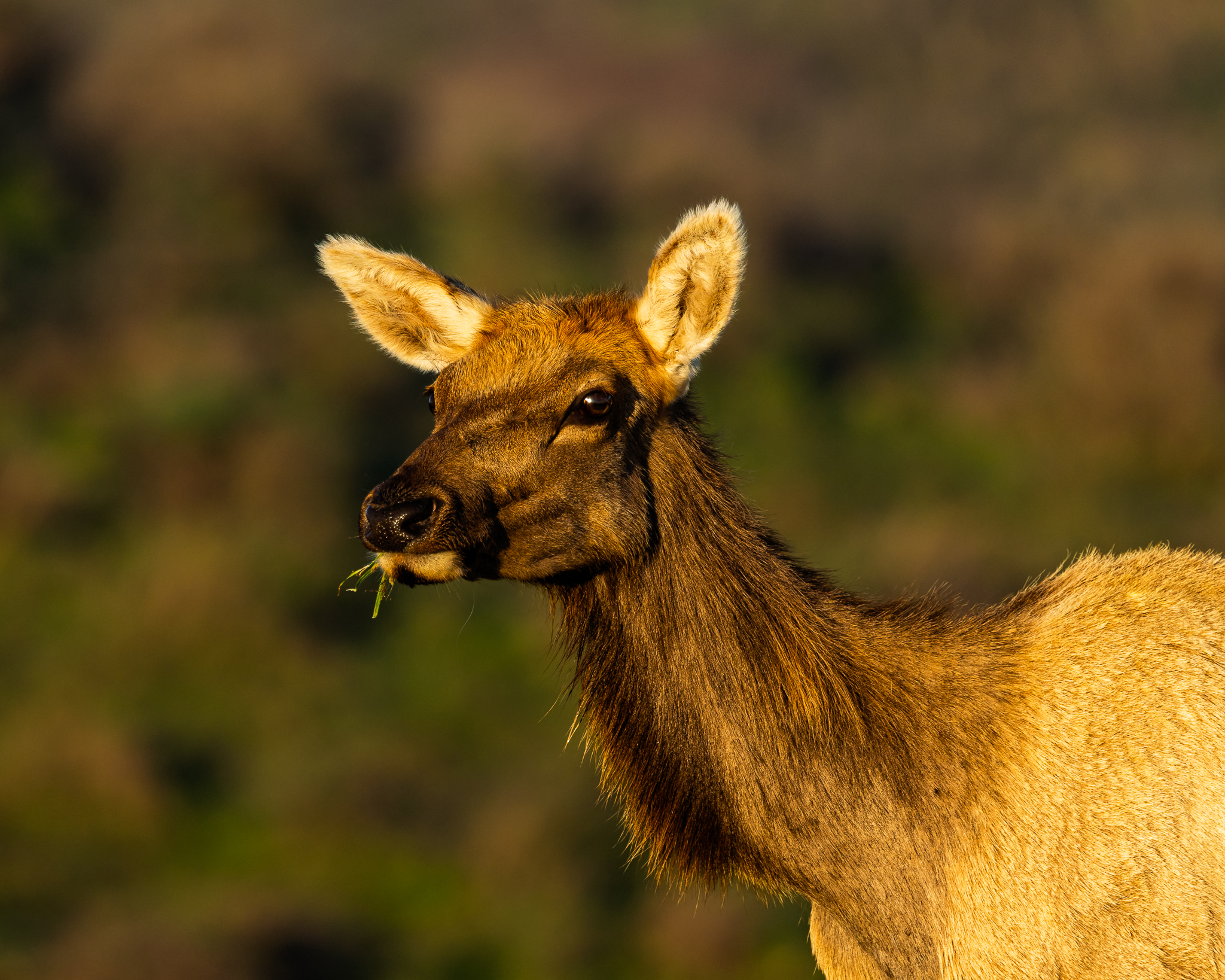 A Tule Elk in the early morning sunlight.