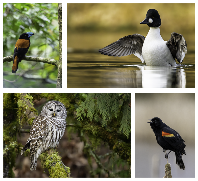 Pictures of different species of birds