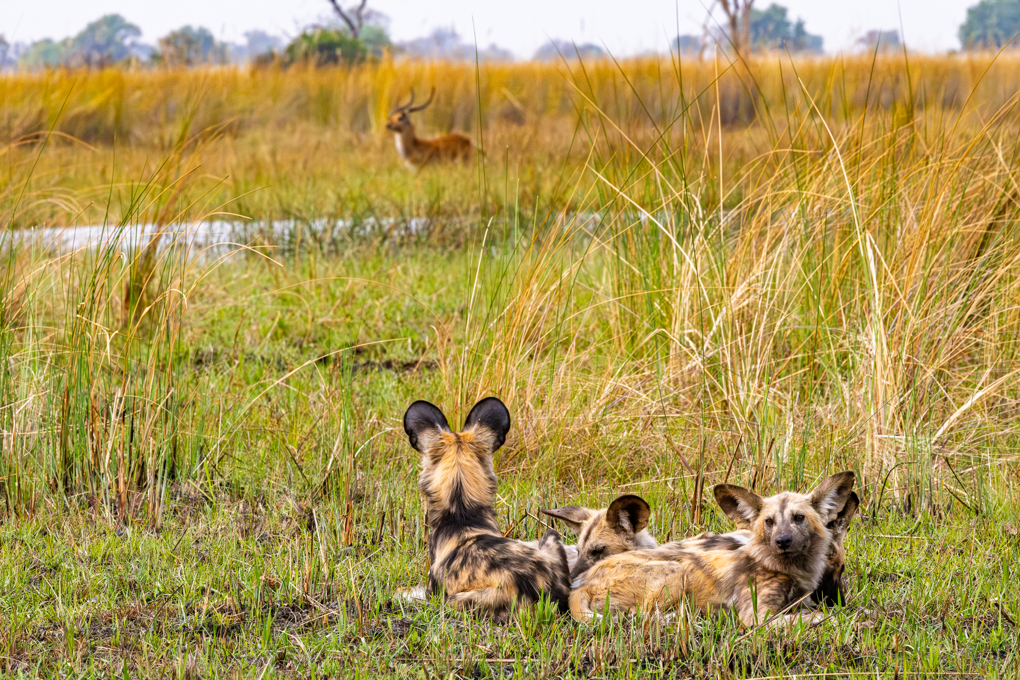 Four wild dog puppies waiting for the adults to return with food