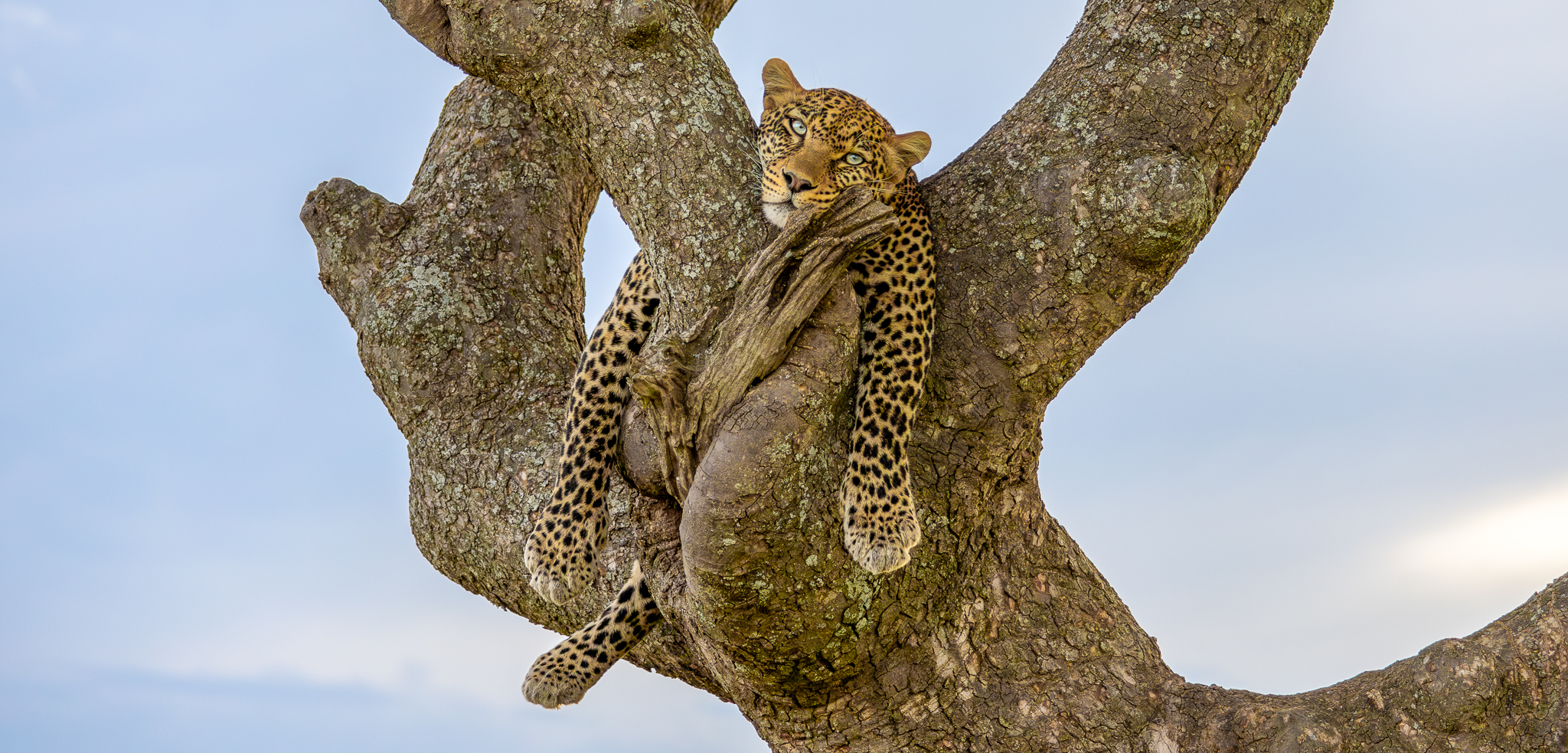 A leopard lounging on a tree branch in Tanzania's Serengeti National Park